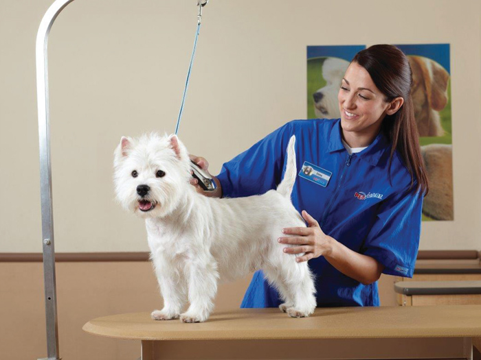 petsmart insurance de clawing risk risk insurance risk insurance petsmart insurance de clawing risk risk insurance risk insurance
